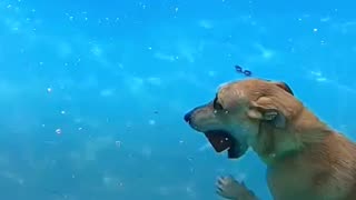 Love All Life Always #117 - A Diving Dog Inspires Owner