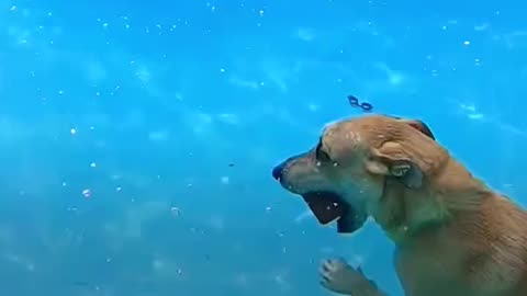 Love All Life Always #117 - A Diving Dog Inspires Owner