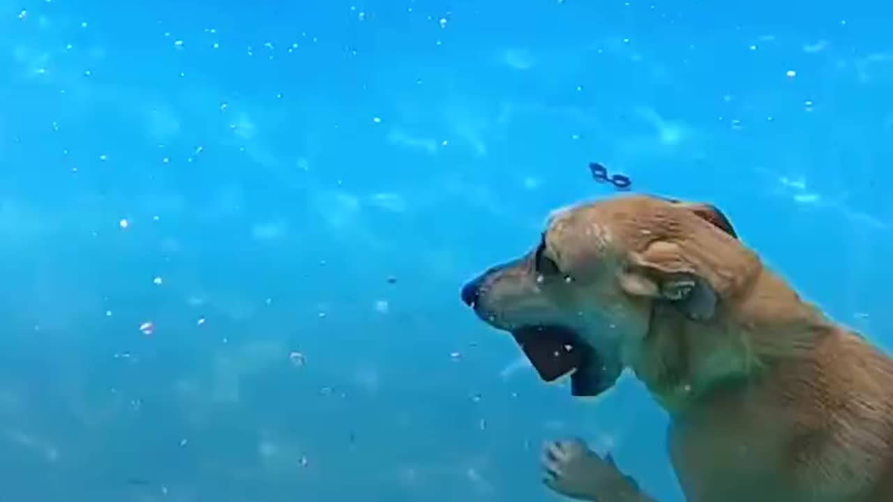 Love All Life Always #117 - A Diving Dog Inspires Owner