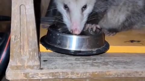 Opposums often die from dehydration! She's a real hero for giving water to momma and her babies.
