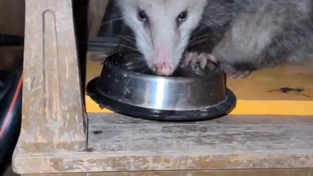 Opposums often die from dehydration! She's a real hero for giving water to momma and her babies.