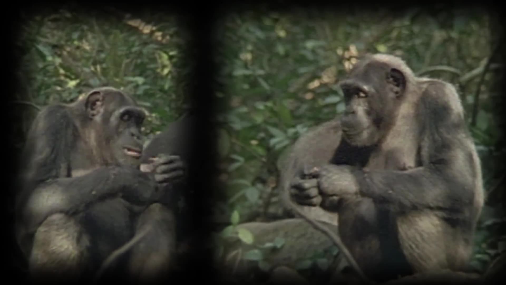 MAN OR ABE? THE GENETIC MYSTERY OF OLIVER