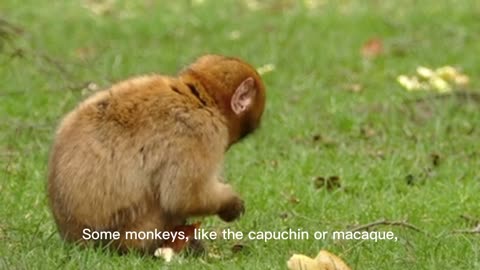 Amazing Monkey