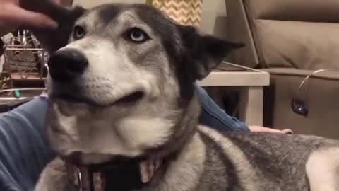 This dog really loves ear scratches