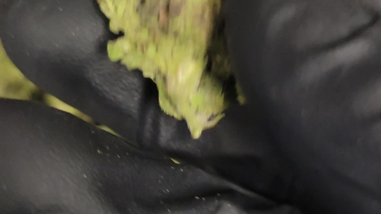 Hashburger THCA Flower