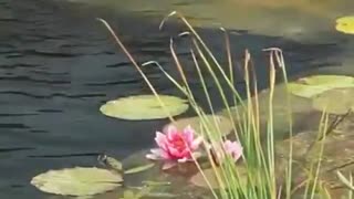 Organic Pool.