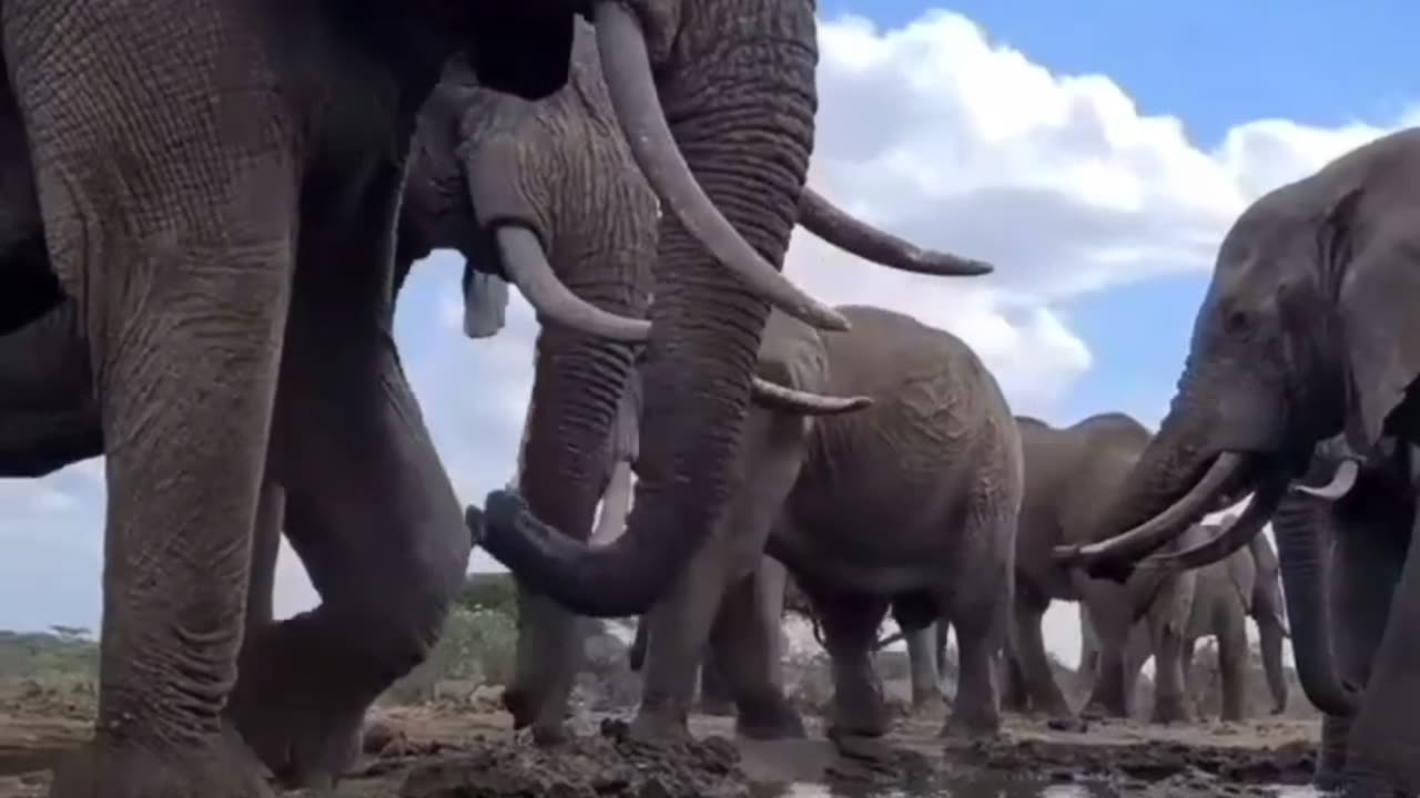 Top 10 Mind-Blowing Elephant Facts | Brain Power, Memory & Emotional Intelligence
