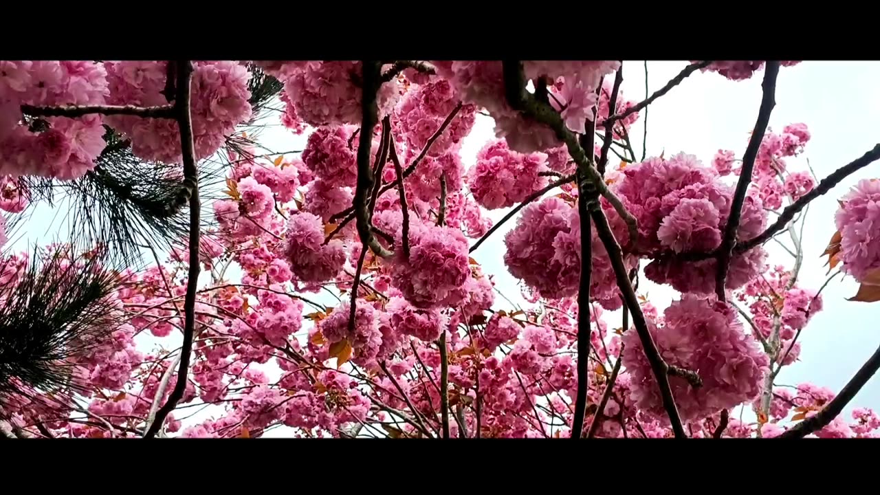 London Spring 🌱