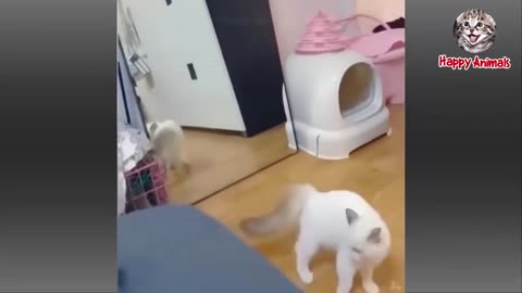 Hilarious Hounds & Crazy Cats💕💕 🤣🤣