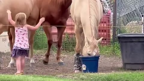 Horse caring a cute baby
