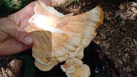 Wild foods foraging. Chicken of the woods.