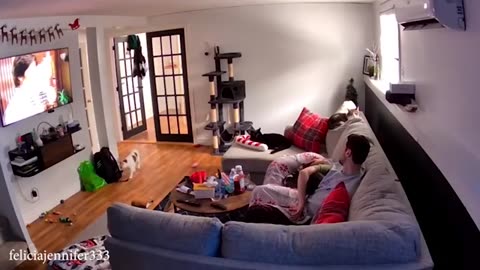 Funny cat 😺 video 📸