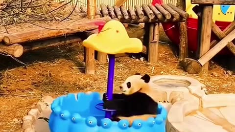 Funny panda🤣🤣 Put saide your worries, now is the time to be happy #fun #funny #panda