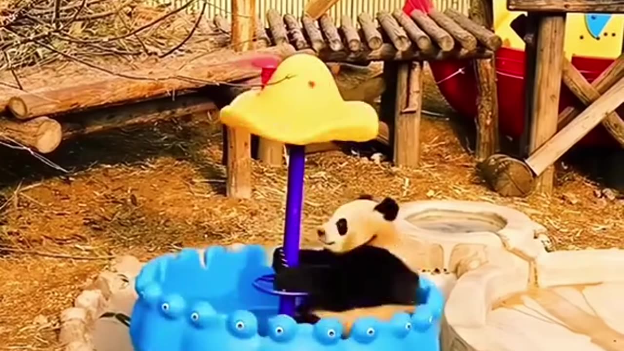 Funny panda🤣🤣 Put saide your worries, now is the time to be happy #fun #funny #panda