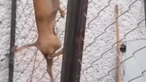 Niky Climb up to set free