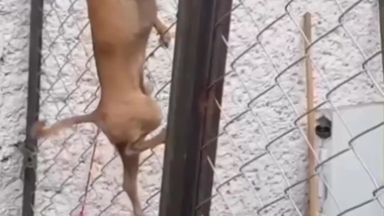 Niky Climb up to set free