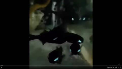 Are these the coolest looking fish ever!