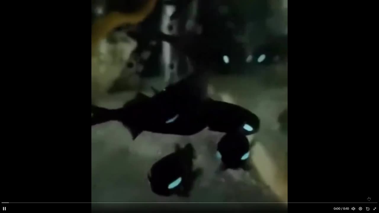 Are these the coolest looking fish ever!