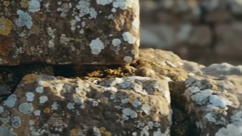 Stonewall Speak The Truth Holds Firm