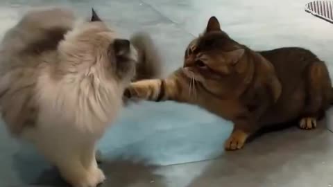 Cat Takedowns
