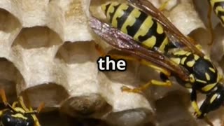 🐝💃 The Amazing Waggle Dance – How Bees Communicate! 🌼📡