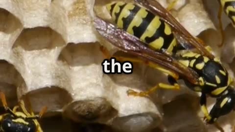 🐝💃 The Amazing Waggle Dance – How Bees Communicate! 🌼📡