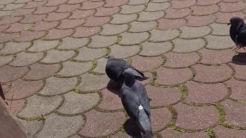 Jackdaw part 2 - Want some bread?