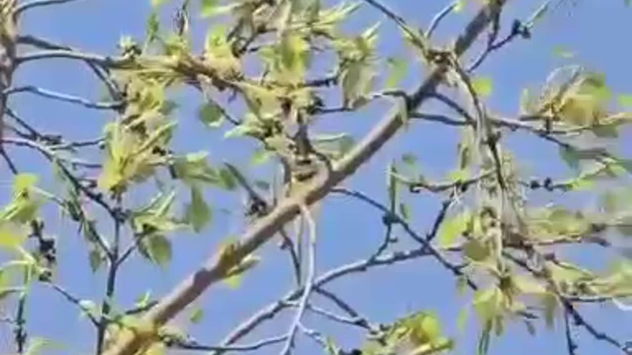 🇮🇷🦅🇮🇱 Iranian Drones attack on Israel!