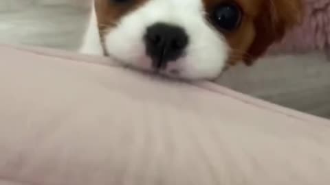 cuteness overload