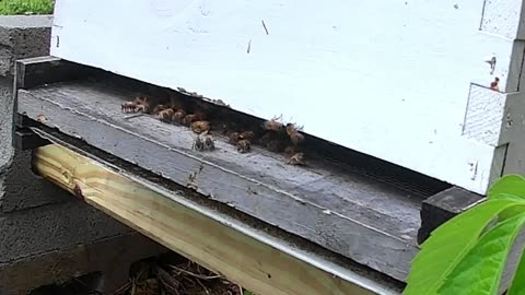 Bee Break #2