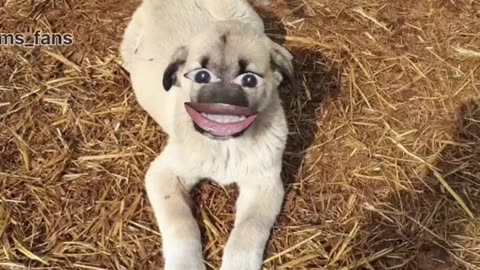 Funny monkey and Dogs