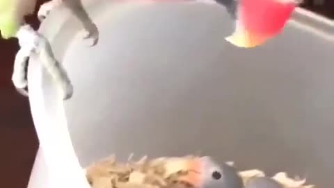 Feed The Babies