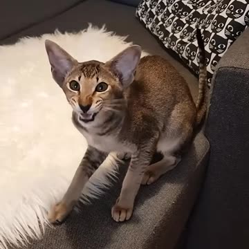 The FUNNIEST Cat Videos