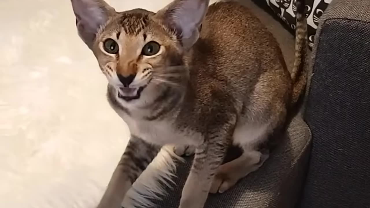 The FUNNIEST Cat Videos