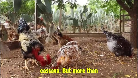 "Free-Range Chicken — Tradition You Can Taste"