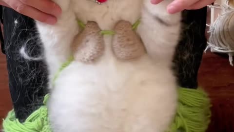 This Cat Has Better Moves Than Me 😂