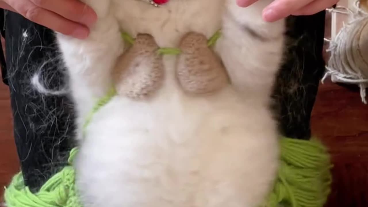 This Cat Has Better Moves Than Me 😂
