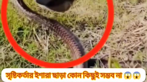 A True Miracle – Allah Saved the Cow from a Poisonous Snake