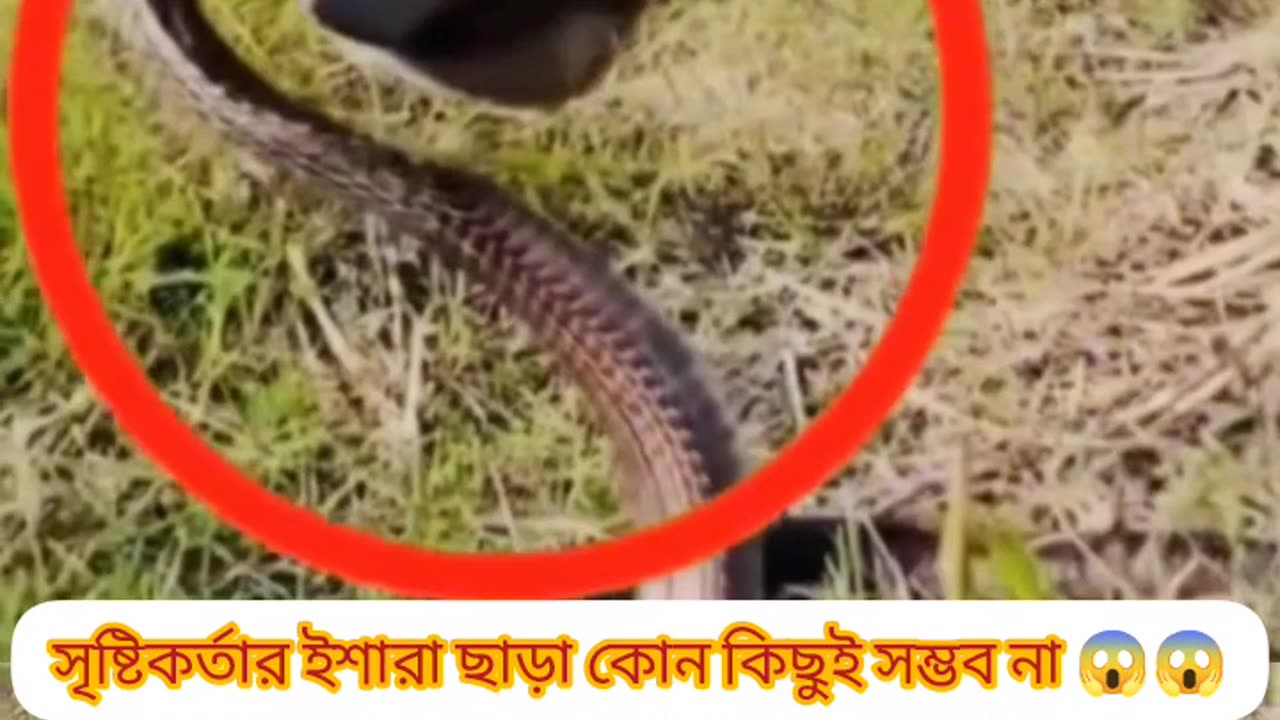 A True Miracle – Allah Saved the Cow from a Poisonous Snake