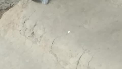 Real Cat
