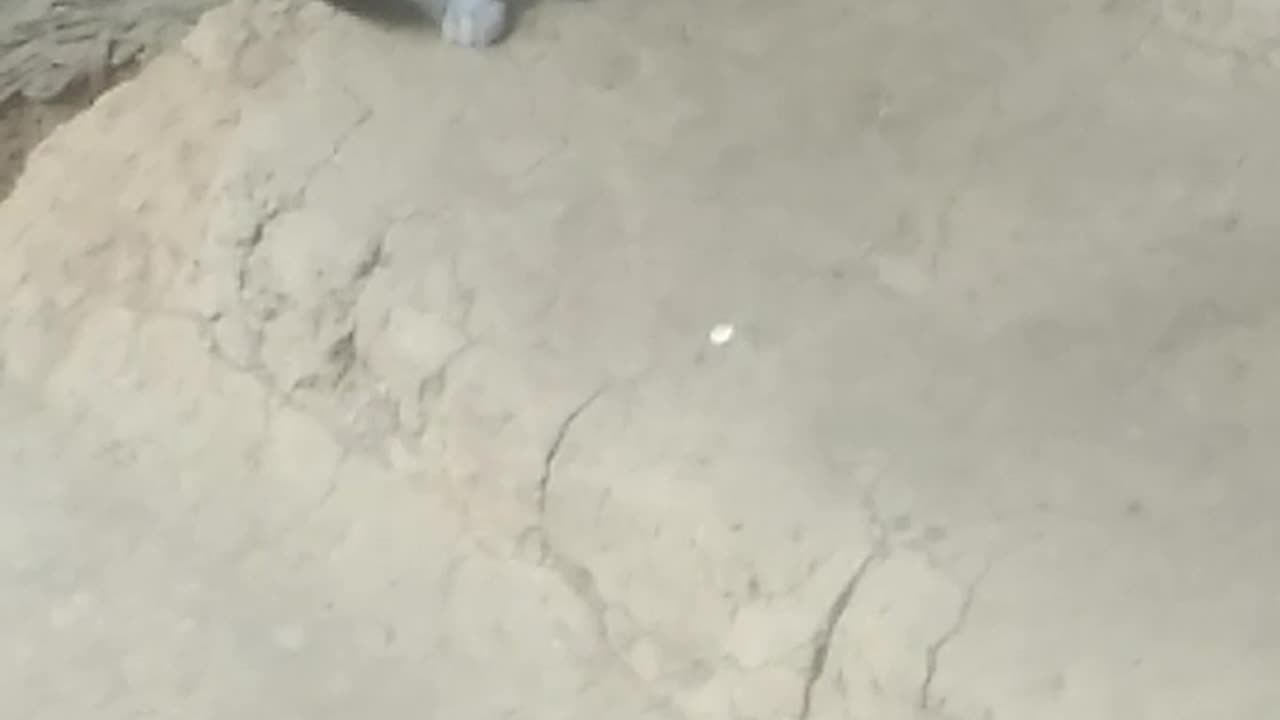 Real Cat