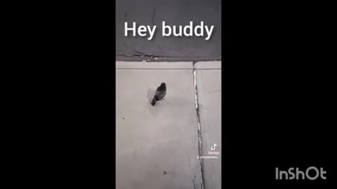 Tucker Shorts Compilation