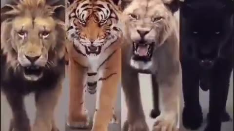 Big cats..