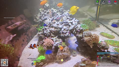 24/7 Real Live Reef Stream
