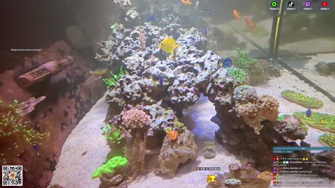 24/7 Real Live Reef Stream