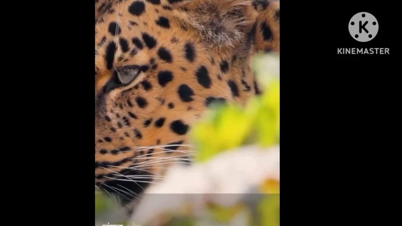 Kahani