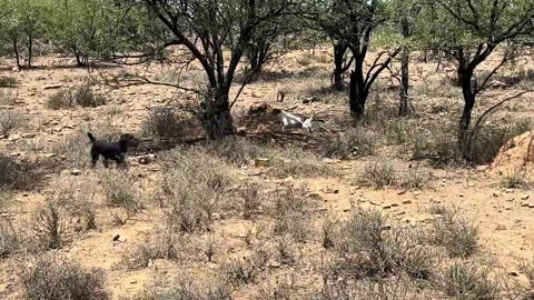 Buffalo Bore Game Preserve Gannahoek South Africa… Jag Terrier and Jack Russel vs. Monitor Lizard!!!