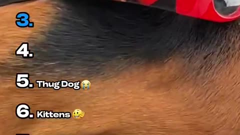 Best Animal Daps