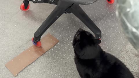 Cute Precious Piper Does Chair Inspection - My Adopted Shelter Cat Vlog