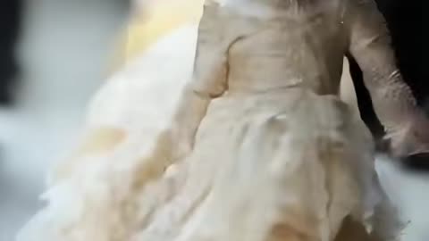Cat transform into a baby on AGT😻